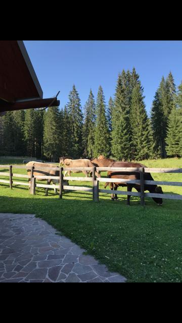 הוילה Zgornje Gorje Cosy Chalet On Pokljuka - Brunarica Tinkara מראה חיצוני תמונה